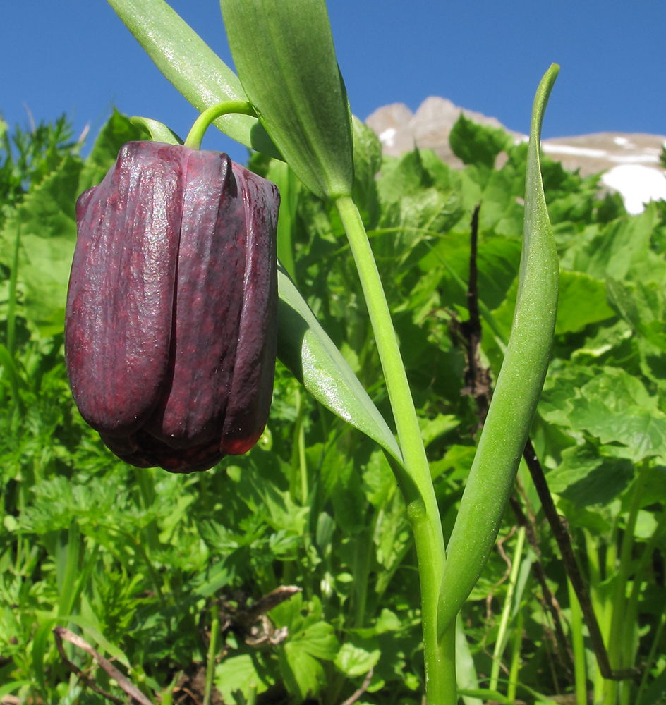 Изображение особи Fritillaria latifolia.