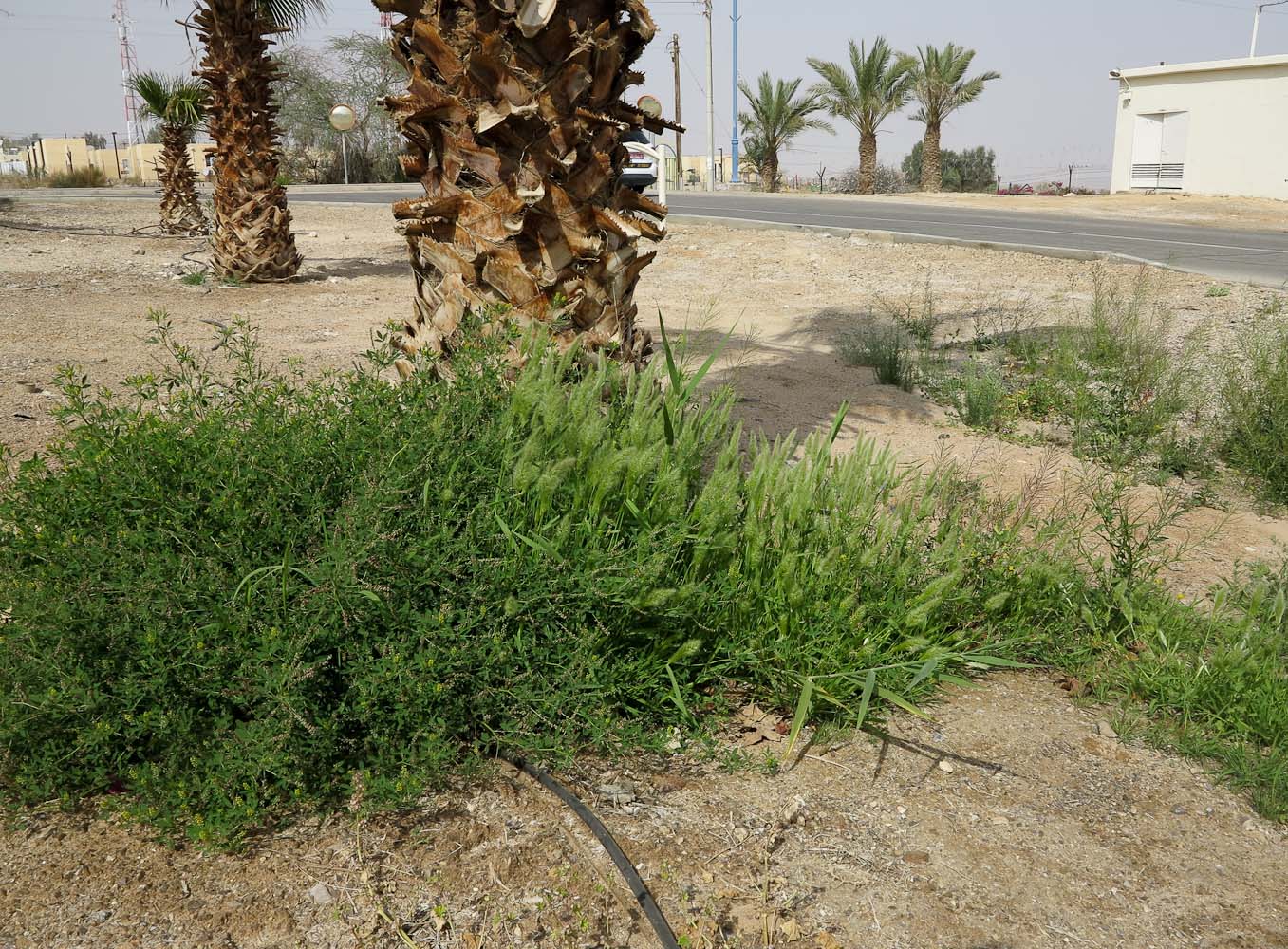 Image of Polypogon monspeliensis specimen.