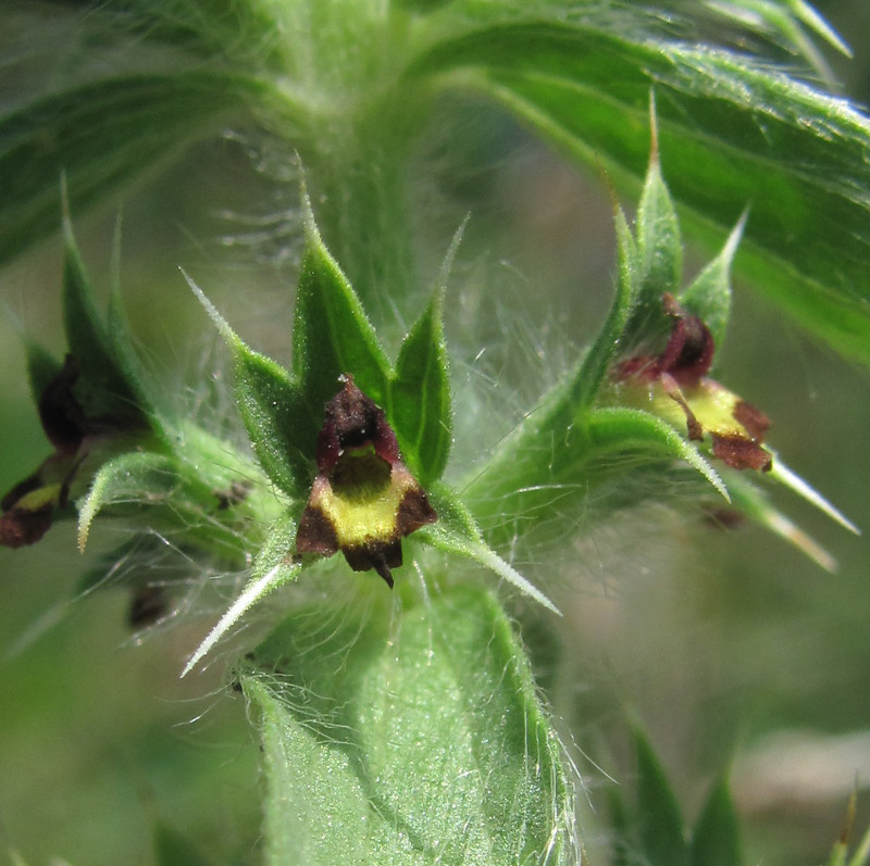 Image of Sideritis montana specimen.