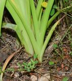 Iris lortetii