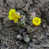 Tussilago farfara. Зацветающее растение. Свердловская обл., г. Североуральск, теплотрасса. 01.04.2007.