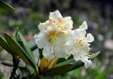 Rhododendron caucasicum. Верхушка побега с соцветием. Северная Осетия, Ирафский р-н, долина р. Гебидон, субальпийский луг (выс. около 2400 м н.у.м.). 07.07.2016.