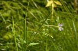 Epilobium montanum. Верхушка растения с цветком, бутонами и плодами. Средний Урал, Пермский край, Добрянский р-н, 5 км от ст. Ярино, опушка смешанного леса, давно заброшенный садовый участок. 27 июля 2015 г.