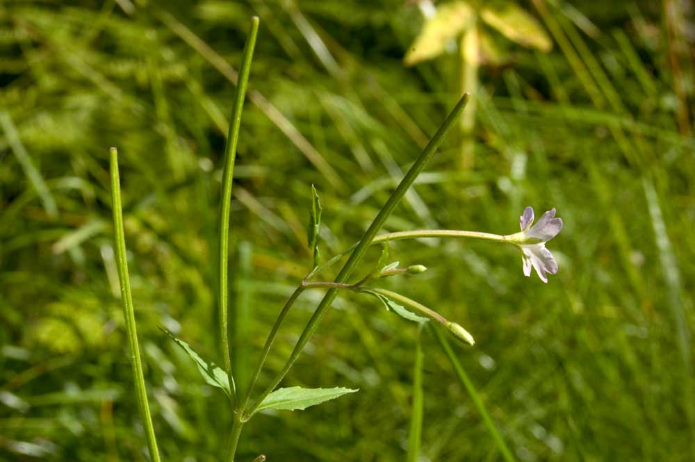 Изображение особи Epilobium montanum.