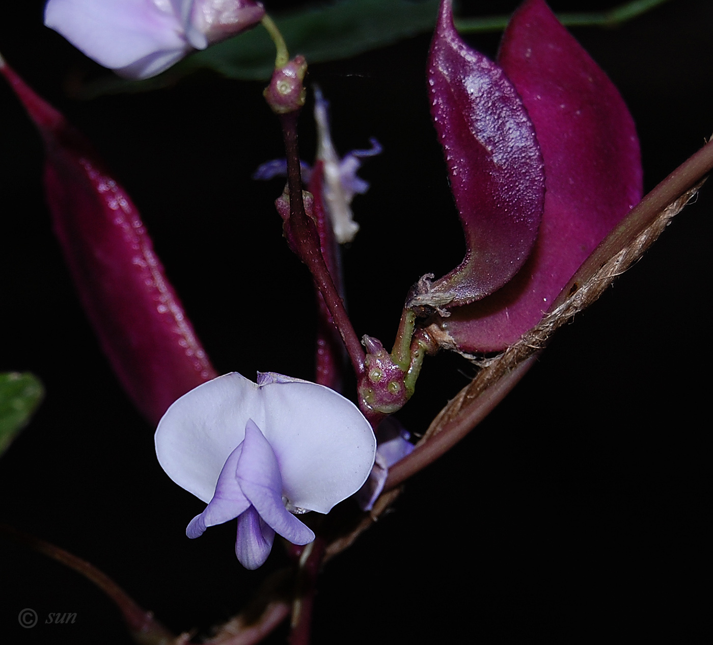 Изображение особи Dolichos purpureus.