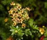 Dasiphora fruticosa. Бутон и отцветшие цветки на вершине побега. Московская обл., Раменский р-н, окр. дер. Хрипань, садовый участок. 24.08.2016.