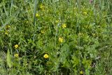 Potentilla erecta. Куртина цветущих растений. Ленинградская обл., Гатчинский р-н, окр. пос. Пудость, сырой луг в старом травертиновом карьере. 04.06.2016.