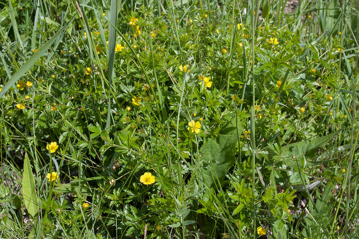 Изображение особи Potentilla erecta.