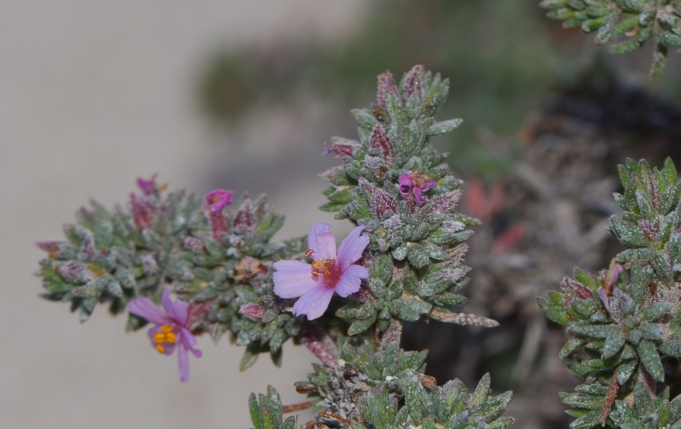 Image of Frankenia capitata specimen.