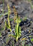 Botrychium lunaria. Спороносящее растение. Исландия, национальный парк Ватнайокюдль (северная часть), долина Вестурдалур, горная тундра. 05.08.2016.