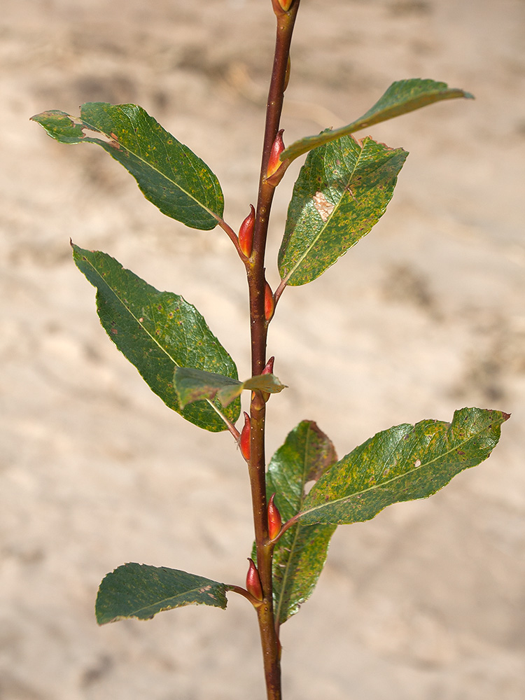 Image of Salix phylicifolia specimen.