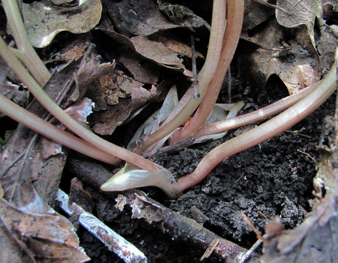 Image of Corydalis caucasica specimen.