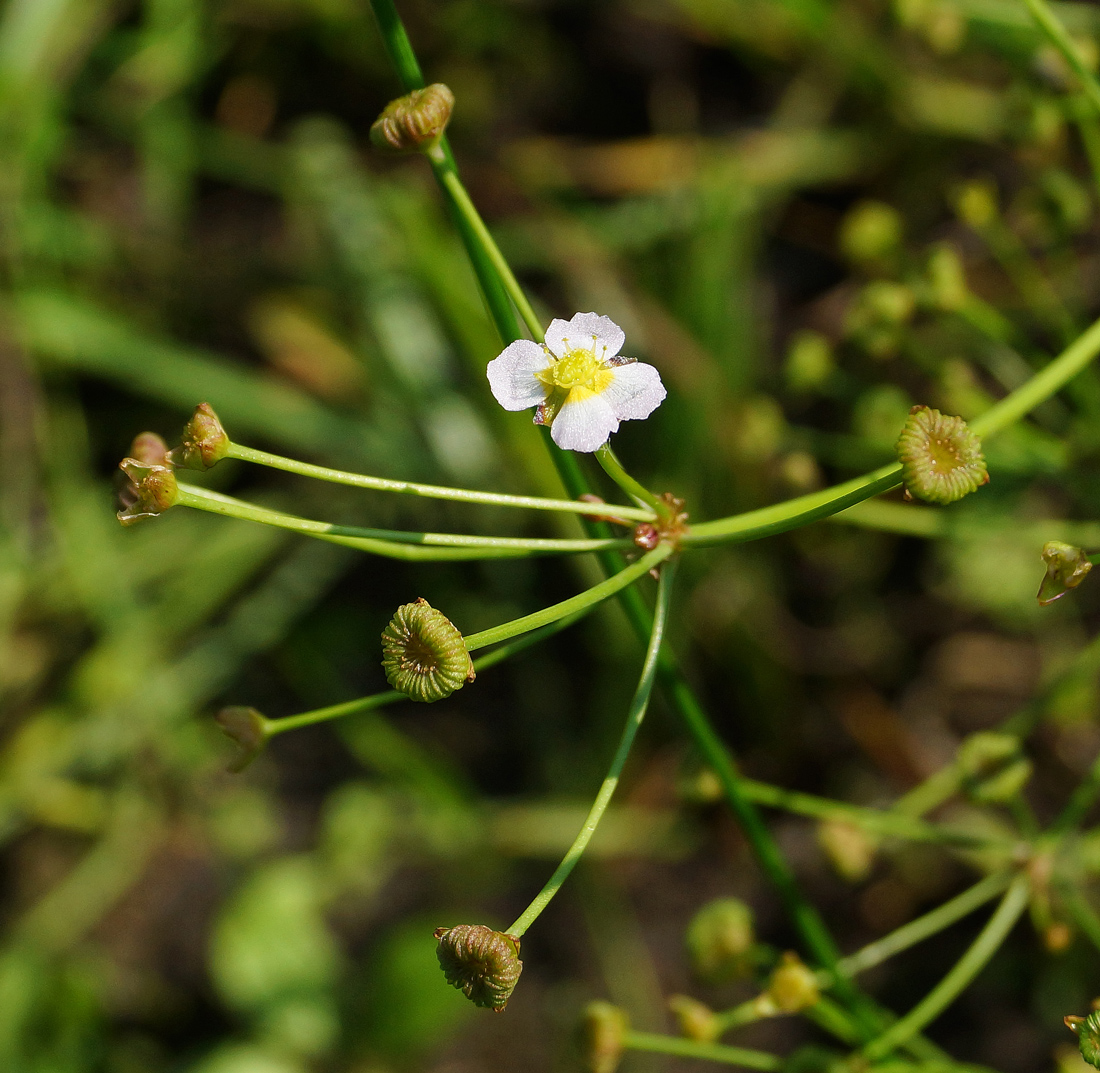 Image of Alisma plantago-aquatica specimen.