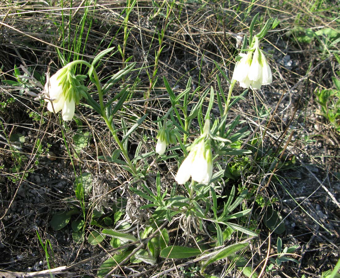 Image of Onosma volgensis specimen.