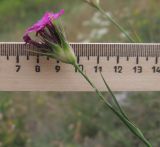 Dianthus capitatus