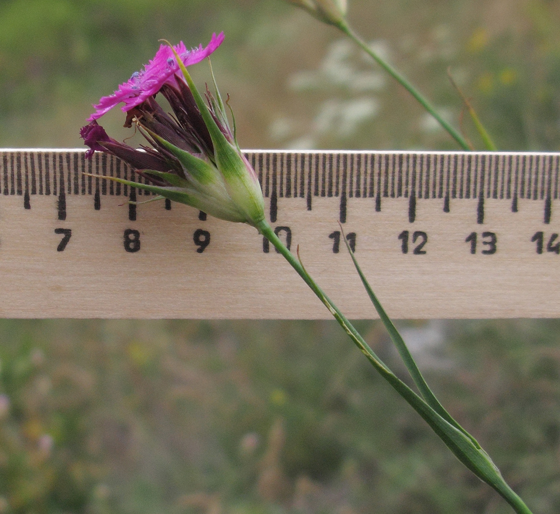 Image of Dianthus capitatus specimen.