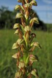 Orchis anthropophora. Часть соцветия. ФРГ, земля Северный Рейн-Вестфалия, р-н Ойскирхен, окр. г. Бад-Мюнстерайфель, поляна на склоне южной экпозиции, окружённая зарослями кустарников. 29 мая 2010 г.