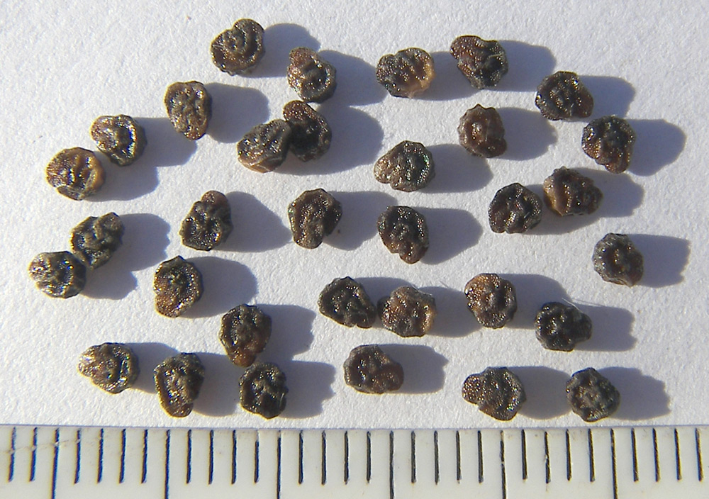 Изображение особи Solanum cornutum.