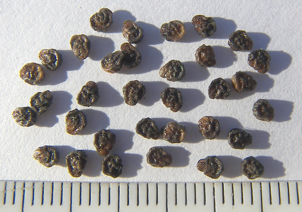 Image of Solanum cornutum specimen.