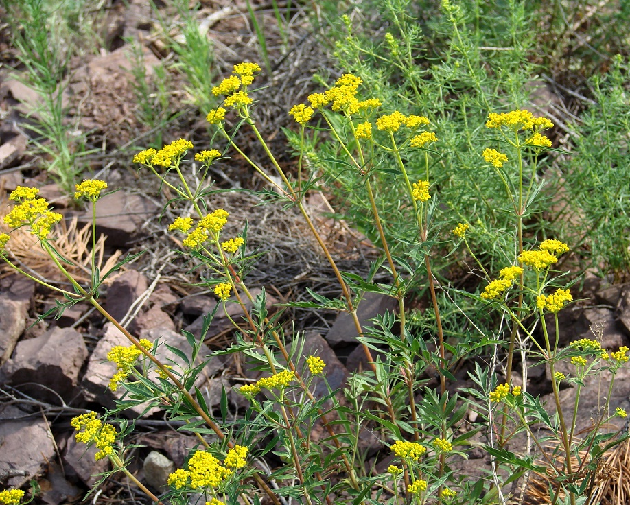 Image of Patrinia rupestris specimen.