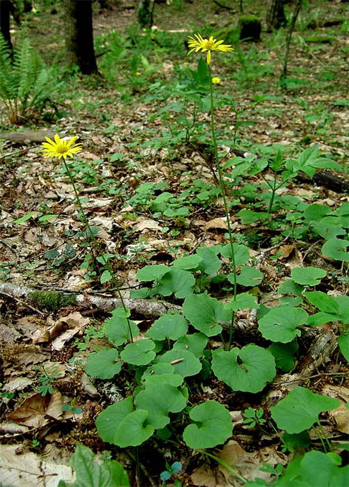 Image of Doronicum orientale specimen.