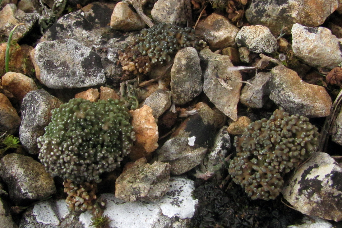 Image of Aspicilia fruticulosa specimen.