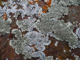 familia Parmeliaceae. Талломы. Сахалинская обл., о. Шикотан, побережье Тихого океана, камни. 15 августа 2011 г.