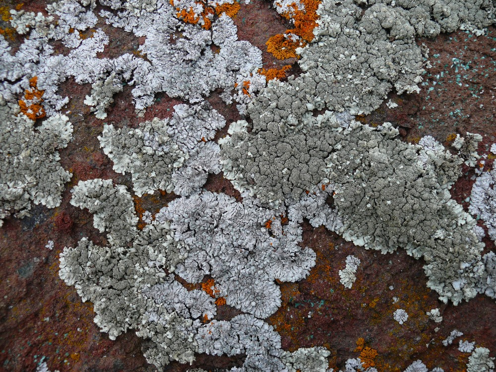 Изображение особи семейство Parmeliaceae.