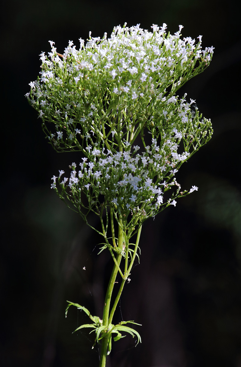 Image of genus Valeriana specimen.