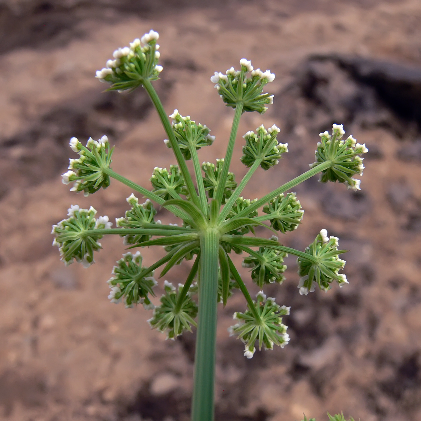 Image of Sium suave specimen.