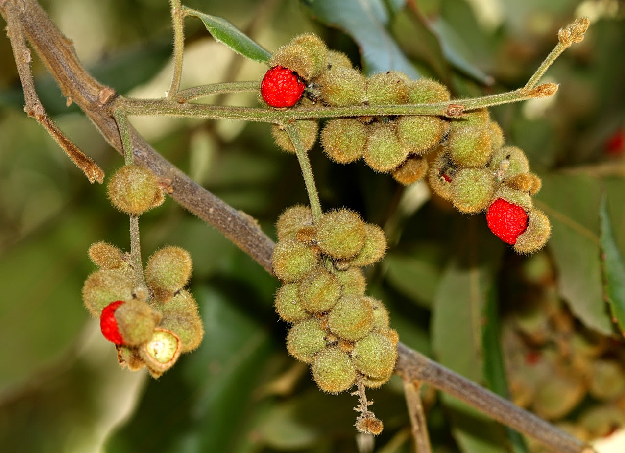 Image of Alectryon tomentosum specimen.