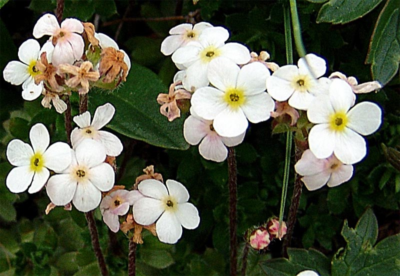 Image of Androsace lehmanniana specimen.