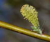 Salix siuzevii