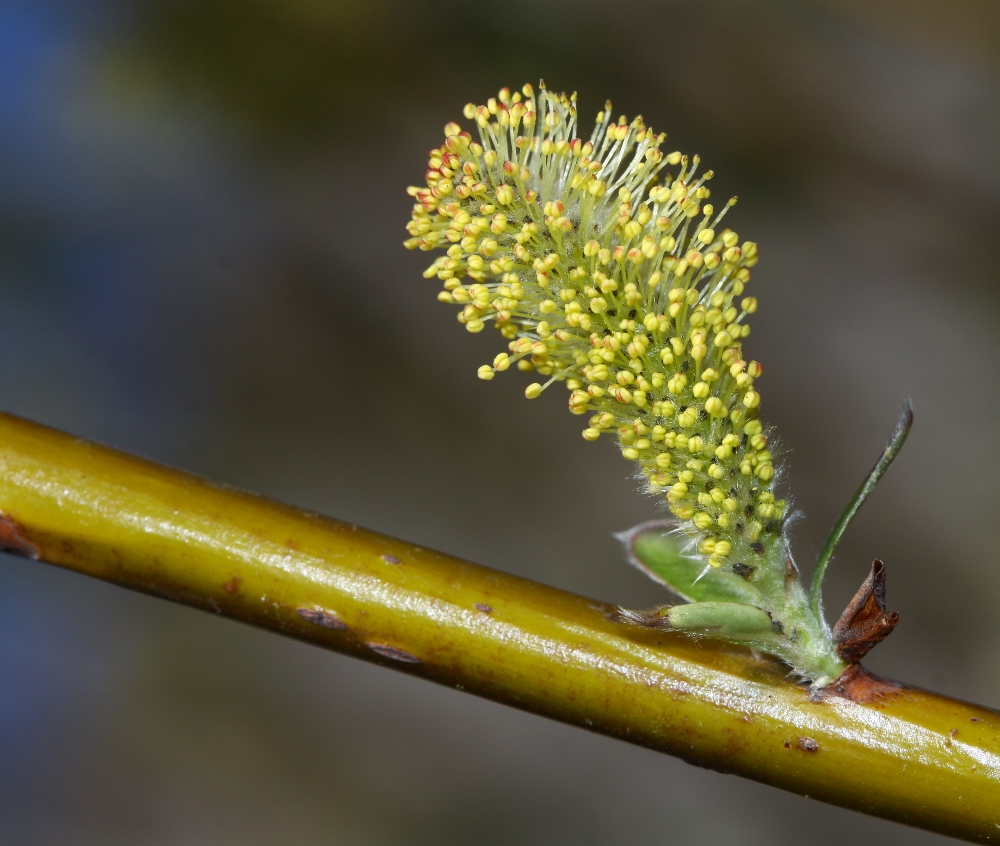 Изображение особи Salix siuzewii.