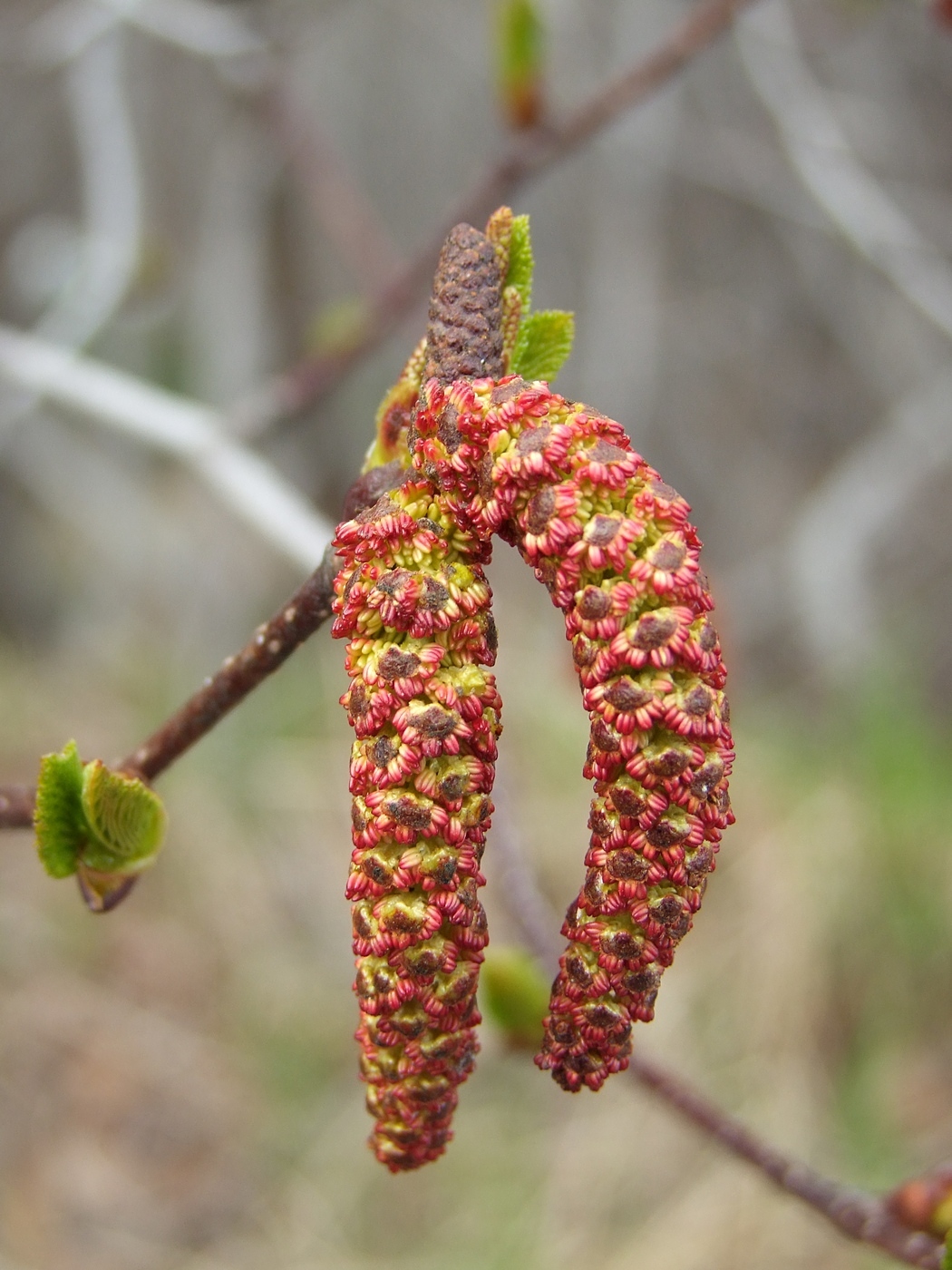 Изображение особи Duschekia fruticosa.