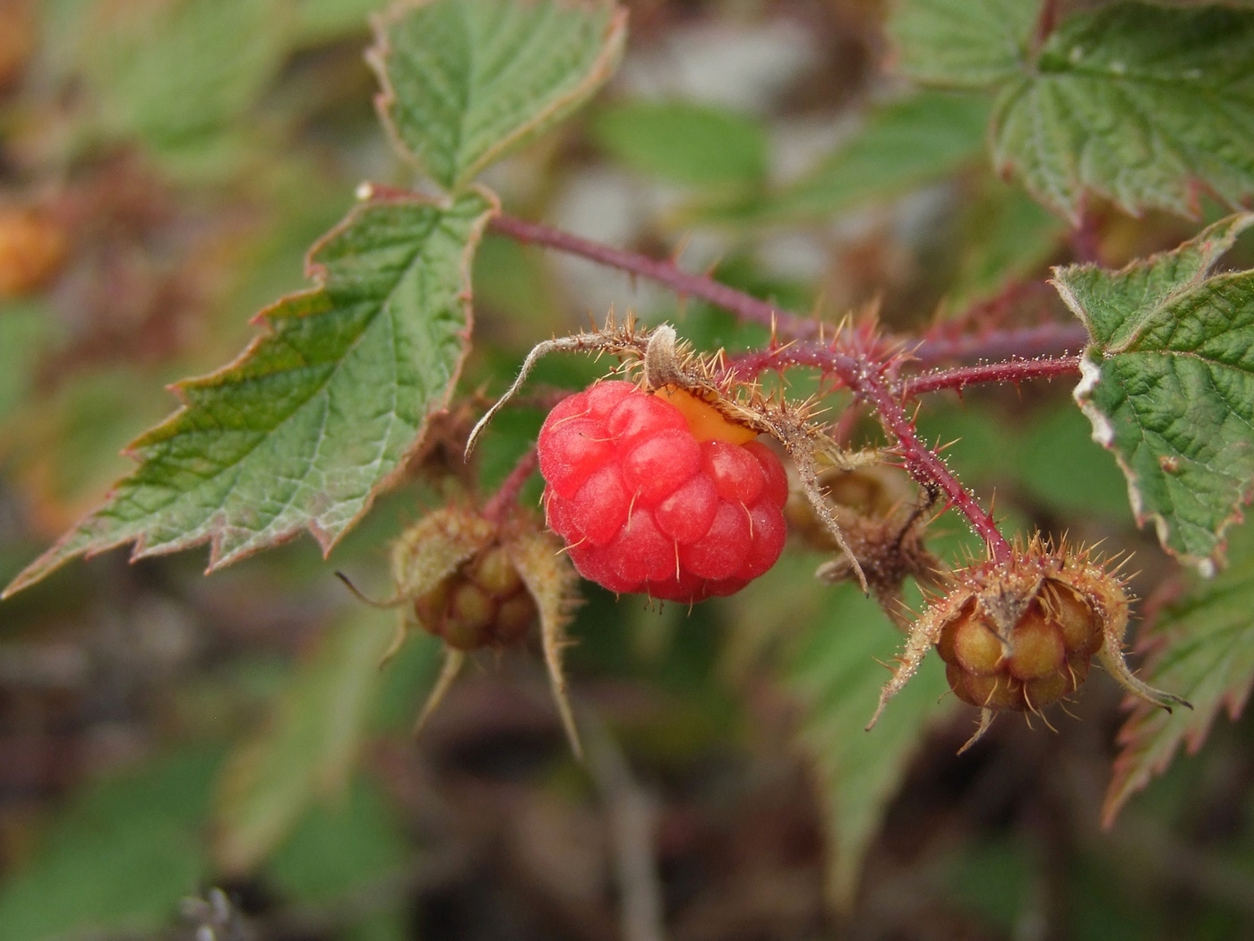 Изображение особи Rubus matsumuranus.