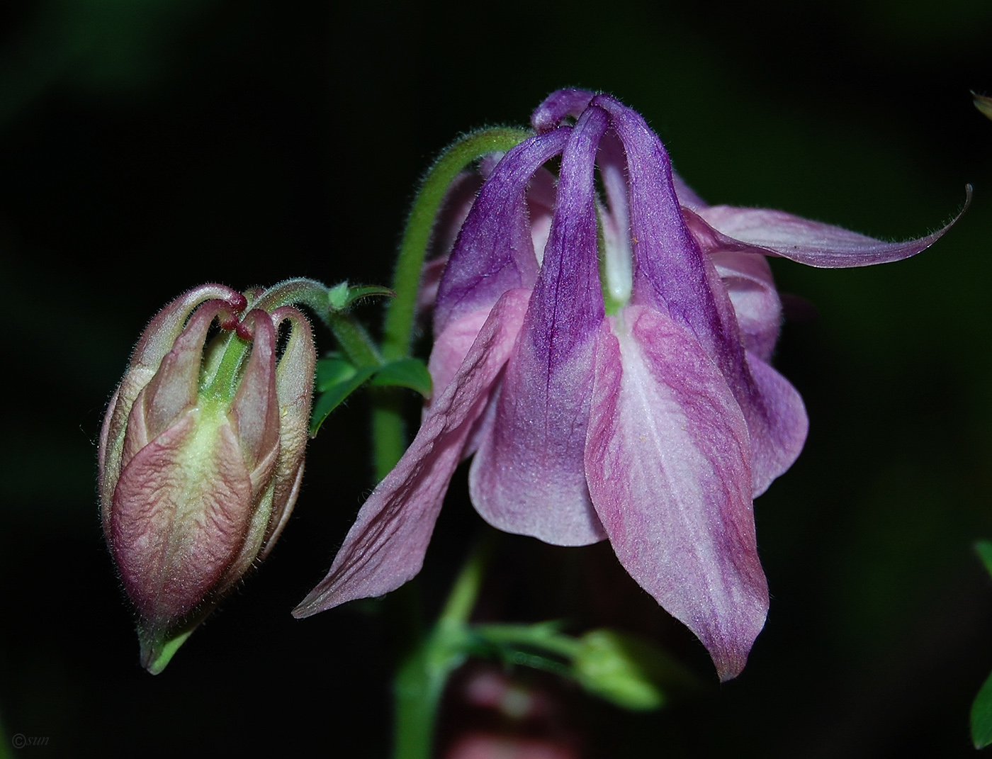 Изображение особи Aquilegia vulgaris.