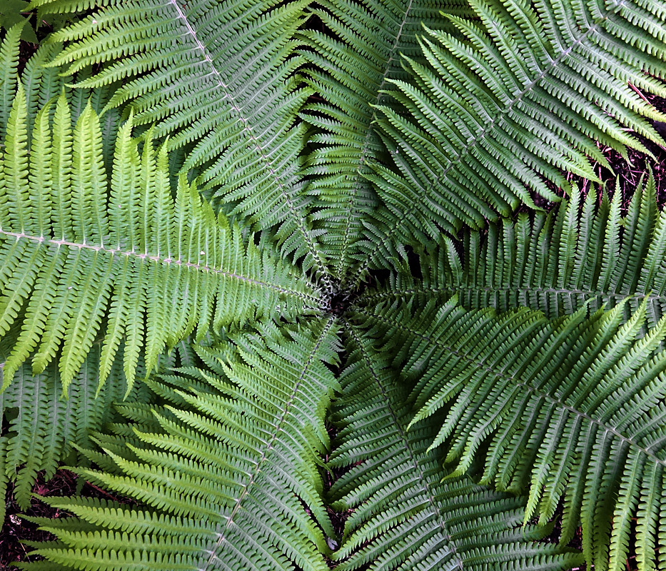 Image of Matteuccia struthiopteris specimen.