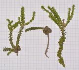 Image of taxon representative. Author is Татьяна Мальчинская
