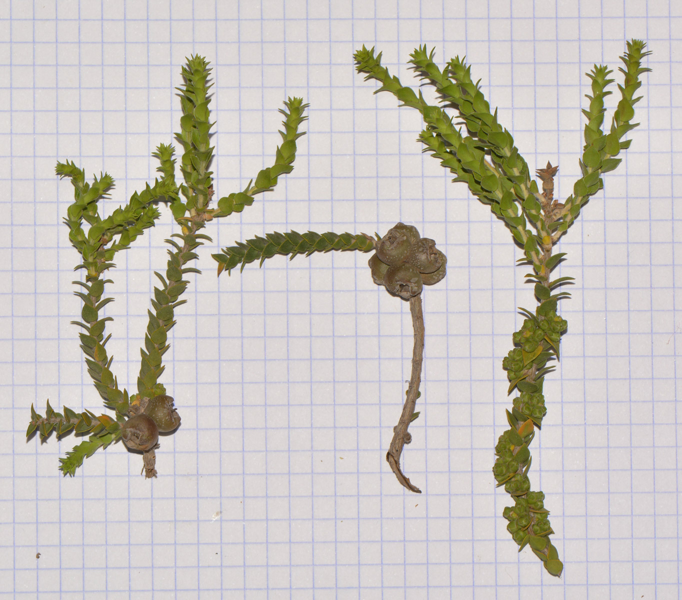Image of Melaleuca cardiophylla specimen.