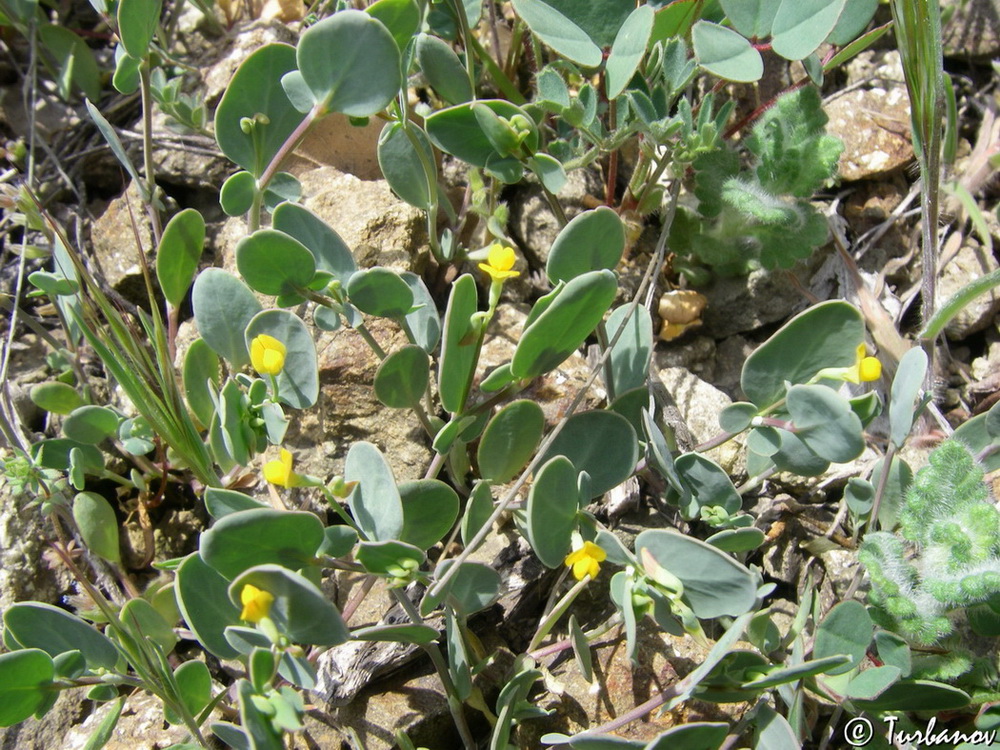 Image of Coronilla scorpioides specimen.