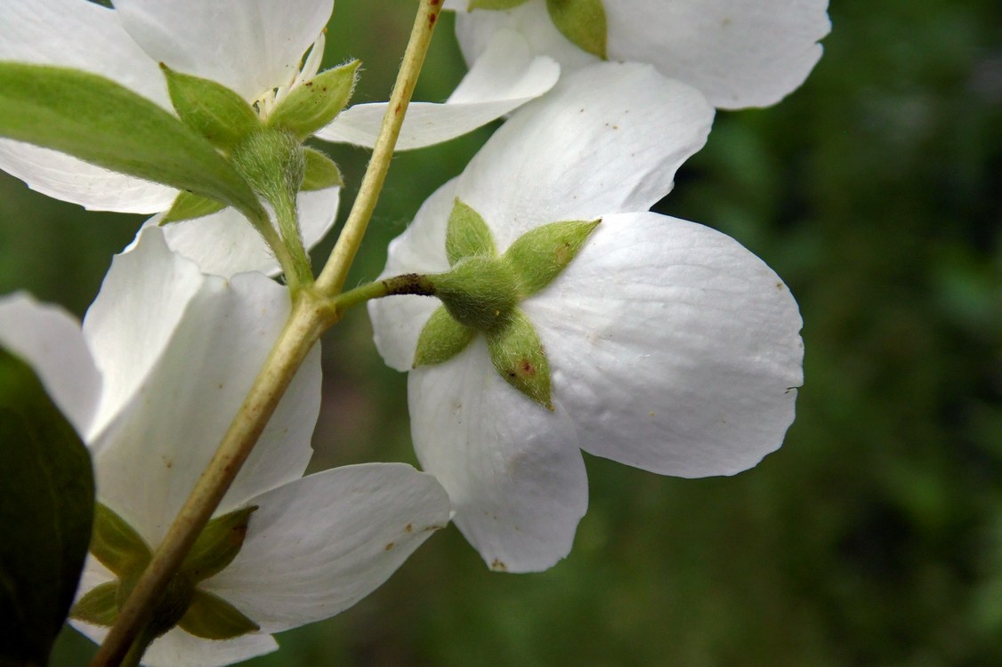 Image of Philadelphus caucasicus specimen.