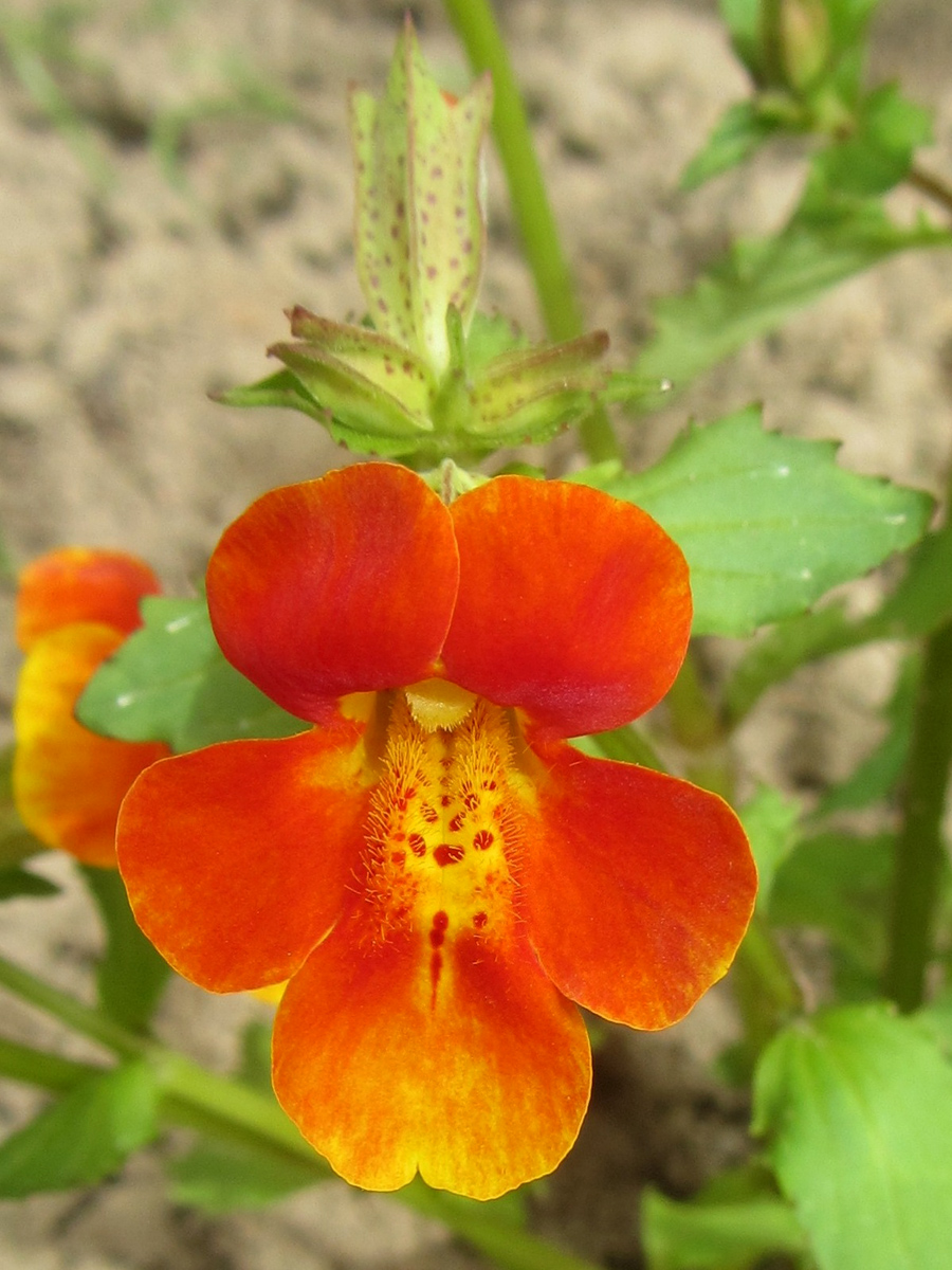 Изображение особи род Mimulus.