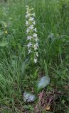 View full-size image Platanthera chlorantha