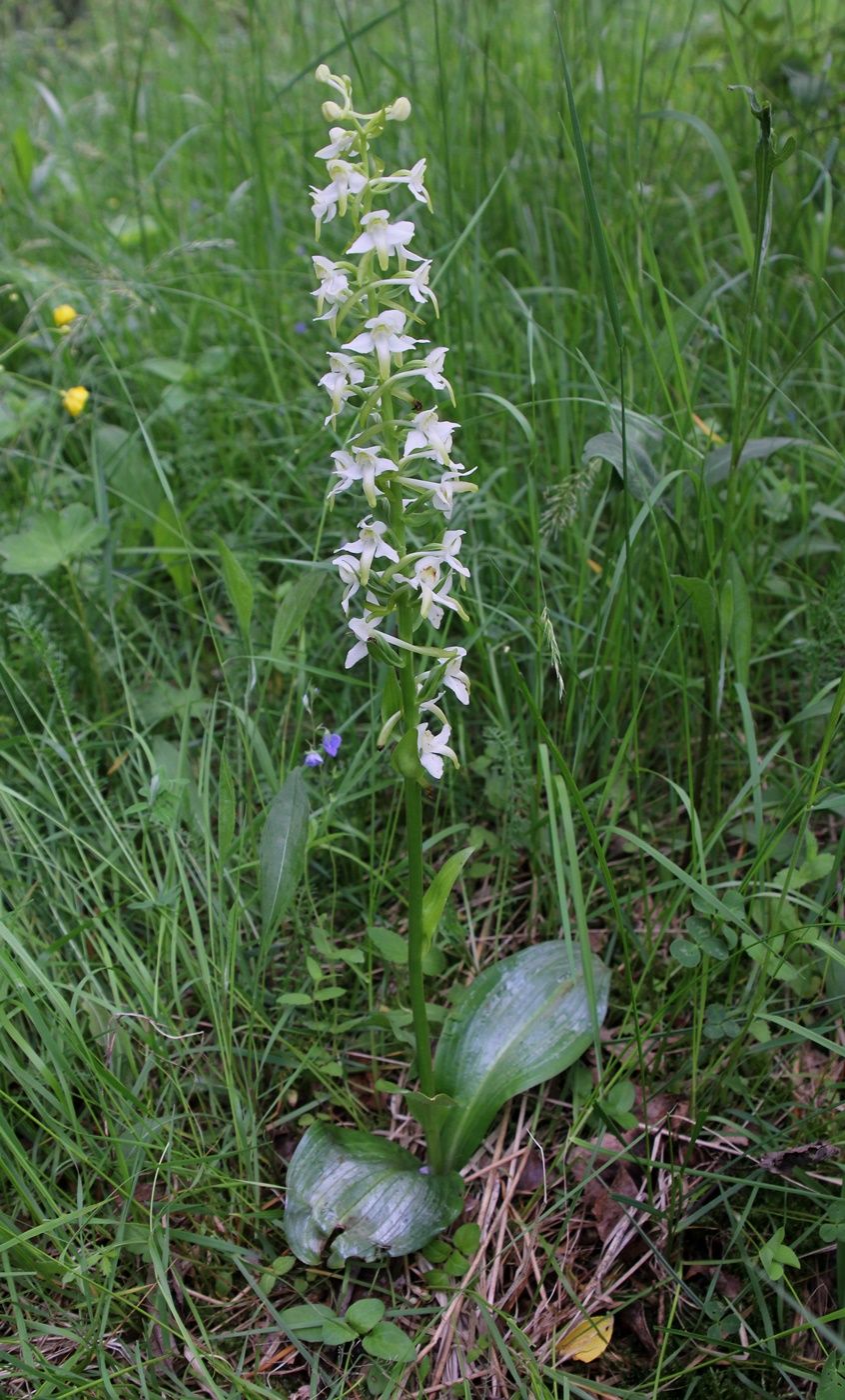 Изображение особи Platanthera chlorantha.