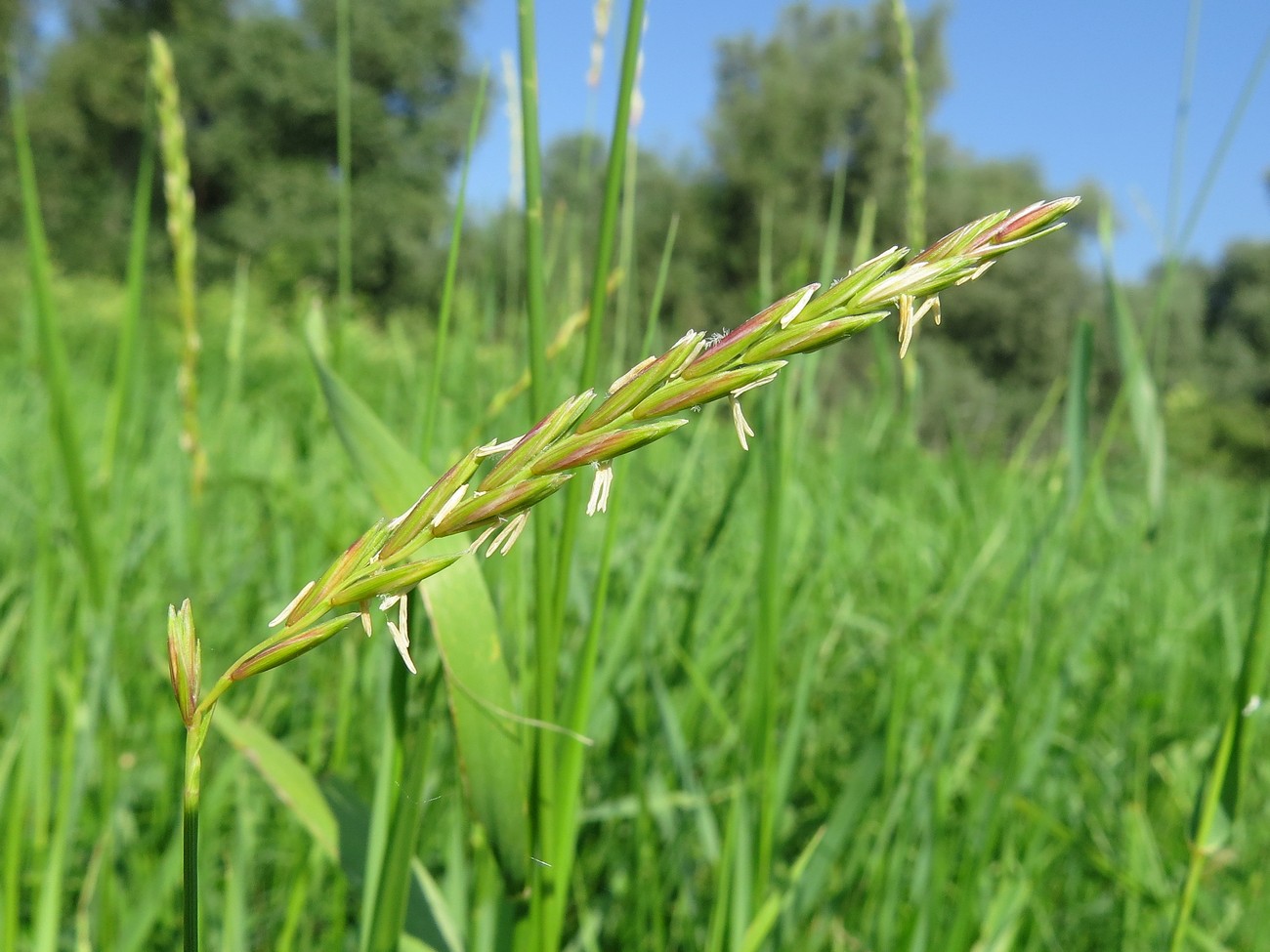 Image of Elytrigia repens specimen.