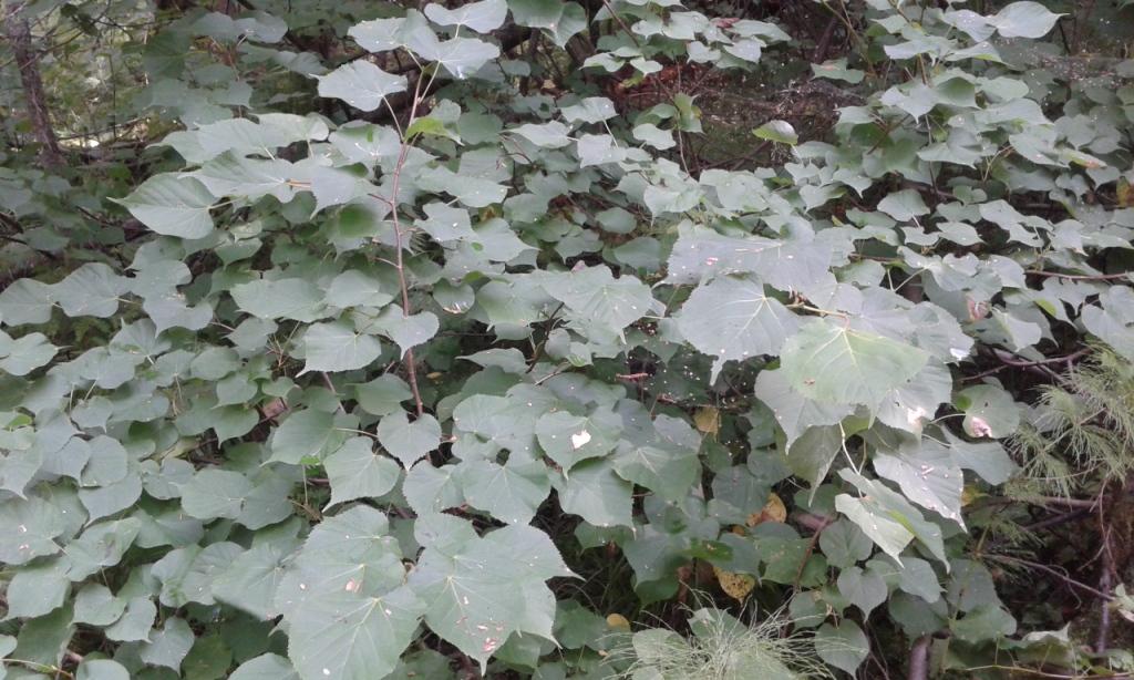 Image of Tilia cordata specimen.