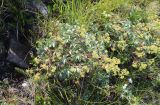 Alchemilla sericea