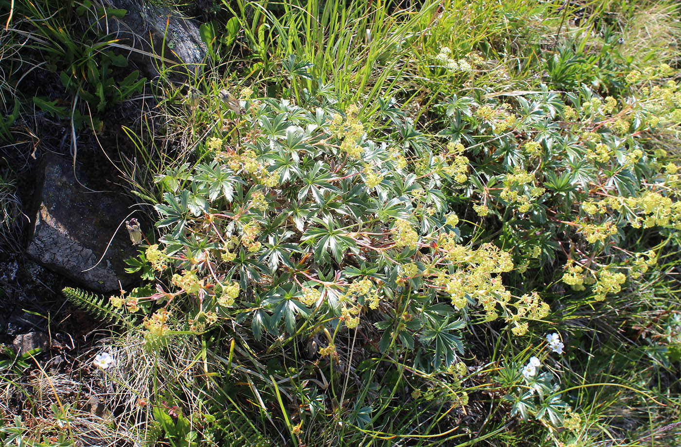 Image of Alchemilla sericea specimen.