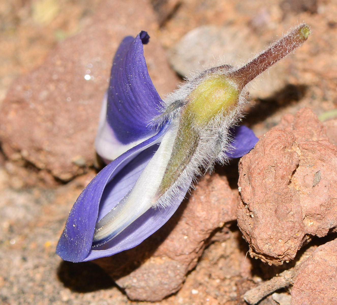 Изображение особи Lupinus pilosus.